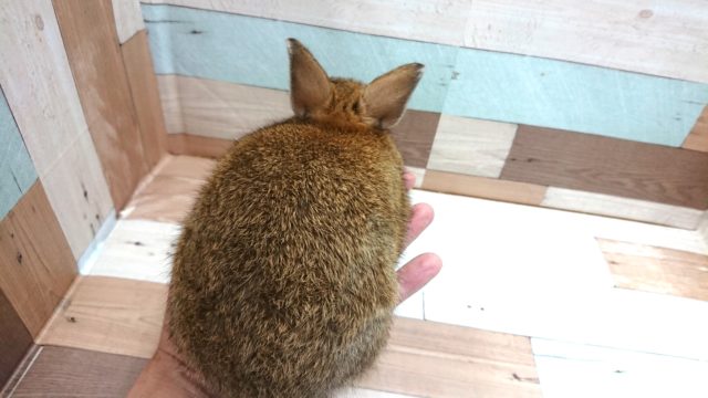 ネザーランドドワーフ