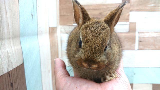 ネザーランドドワーフ