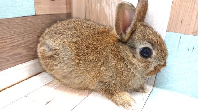 ネザーランドドワーフ