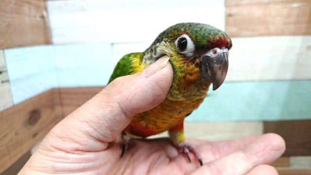 ワキコガネウロコインコ