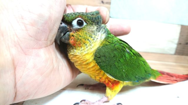 ワキコガネウロコインコ