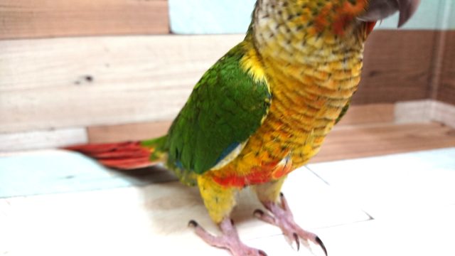 ワキコガネウロコインコ