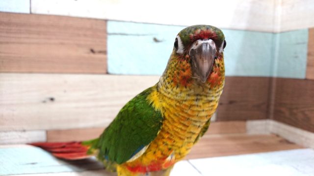 ワキコガネウロコインコ