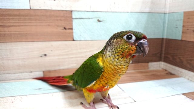 ワキコガネウロコインコ