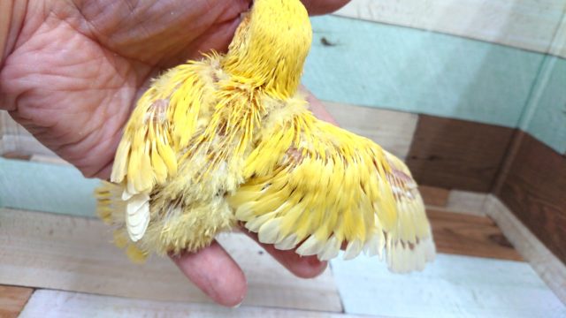 コザクラインコ（小桜インコ）