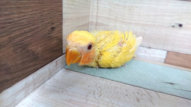 コザクラインコ（小桜インコ）