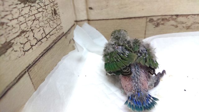 コザクラインコ（小桜インコ）