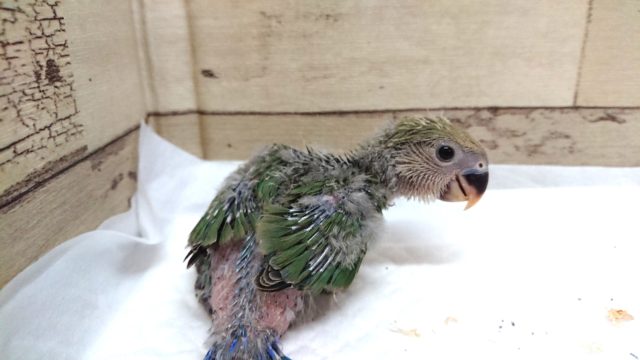 コザクラインコ（小桜インコ）