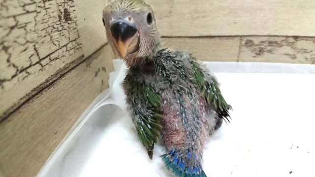 コザクラインコ（小桜インコ）