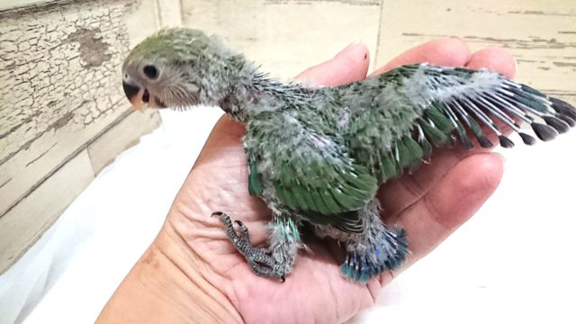 コザクラインコ（小桜インコ）