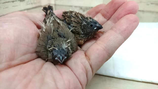 錦花鳥（キンカチョウ）