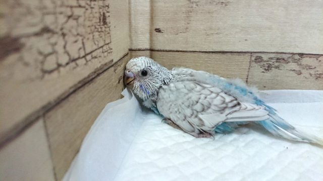 ジャンボセキセイインコ