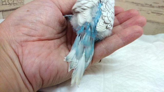 ジャンボセキセイインコ