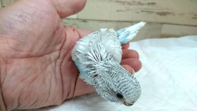 ジャンボセキセイインコ