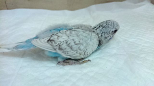 ジャンボセキセイインコ