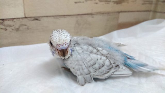 ジャンボセキセイインコ