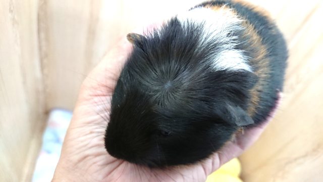 クレステッドモルモット