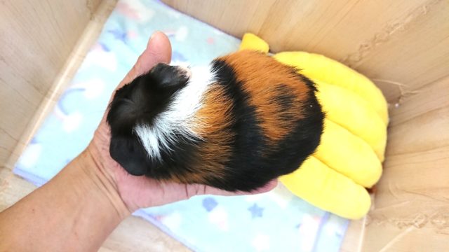 クレステッドモルモット