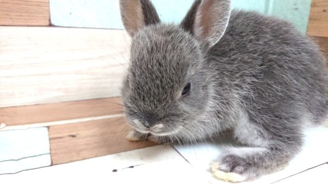 ネザーランドドワーフ