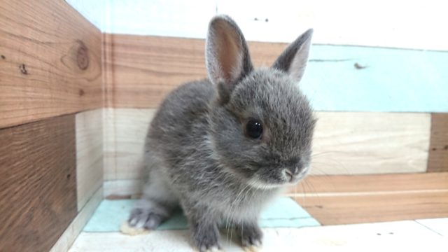 ネザーランドドワーフ