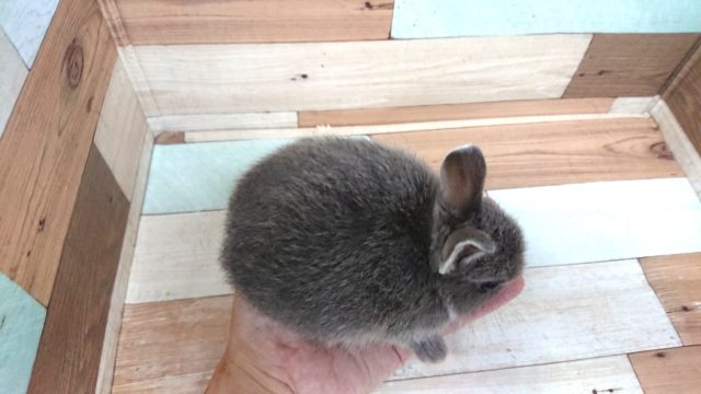 ネザーランドドワーフ