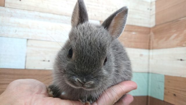 おっと~~りマイペース♬ ネザーランドドワーフラビット~~ ネザーランドドワーフ