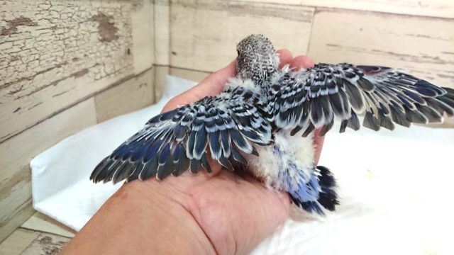ジャンボセキセイインコ