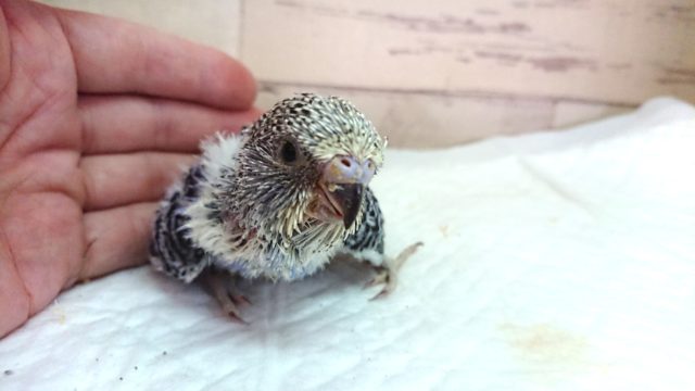 ジャンボセキセイインコ