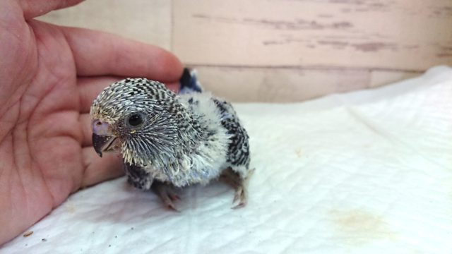 ジャンボセキセイインコ