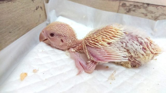 コザクラインコ（小桜インコ）