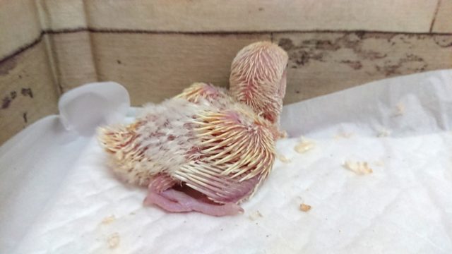 コザクラインコ（小桜インコ）