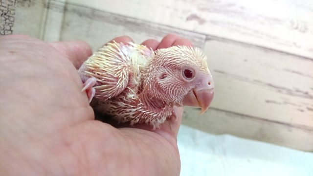 コザクラインコ（小桜インコ）