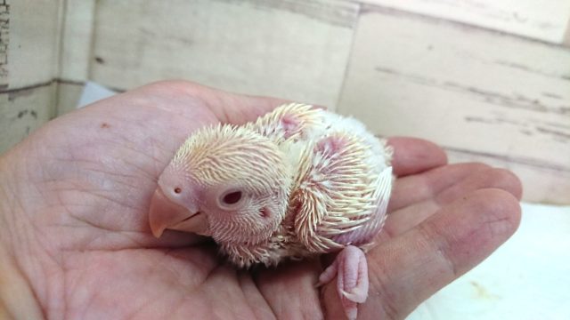 コザクラインコ（小桜インコ）