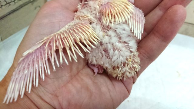 コザクラインコ（小桜インコ）