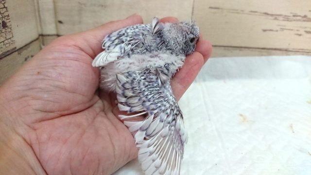 羽衣セキセイインコ