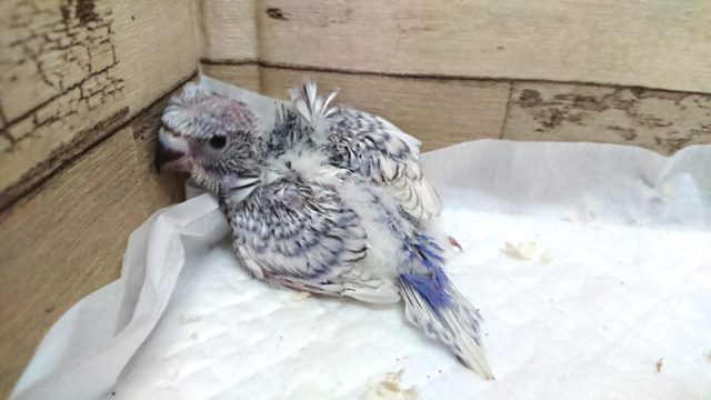 羽衣セキセイインコ