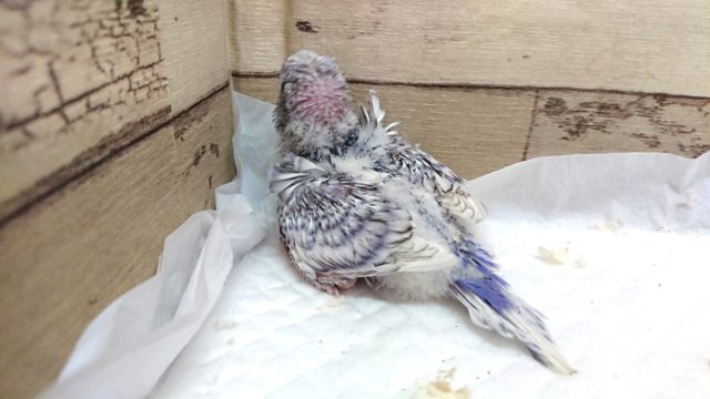 羽衣セキセイインコ