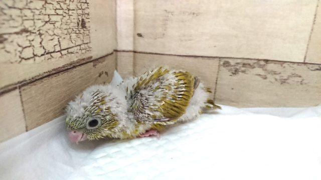 サザナミインコ