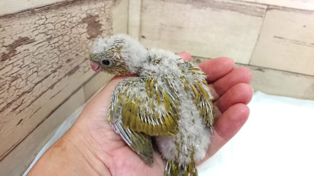 サザナミインコ