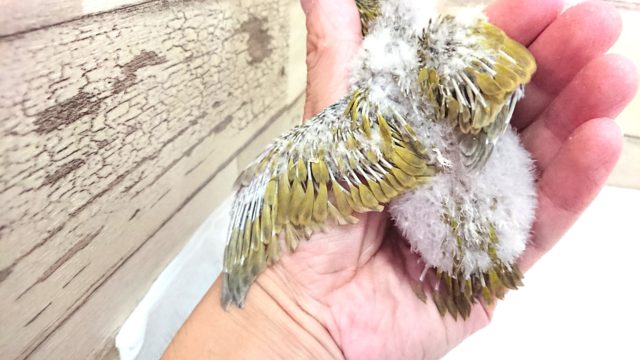 サザナミインコ