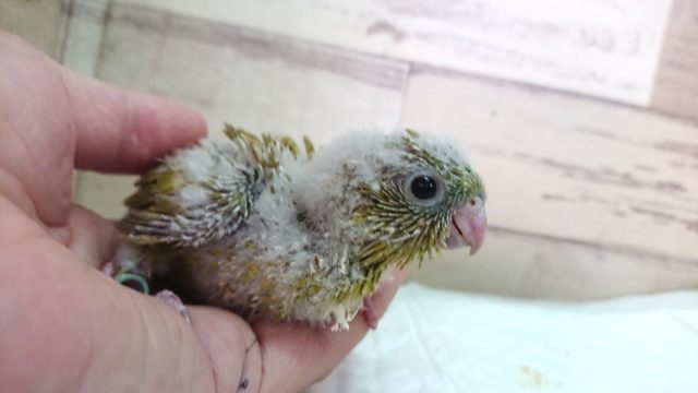サザナミインコ