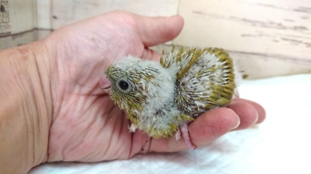 サザナミインコ