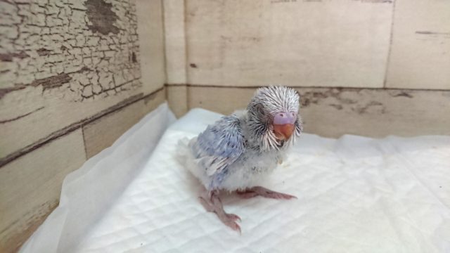落ち着いた雰囲気です。。セキセイインコ スパングル 2021 7月23日 セキセイインコ