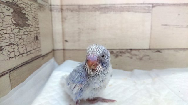 落ち着いた雰囲気です。。セキセイインコ スパングル 2021 7月23日 セキセイインコ