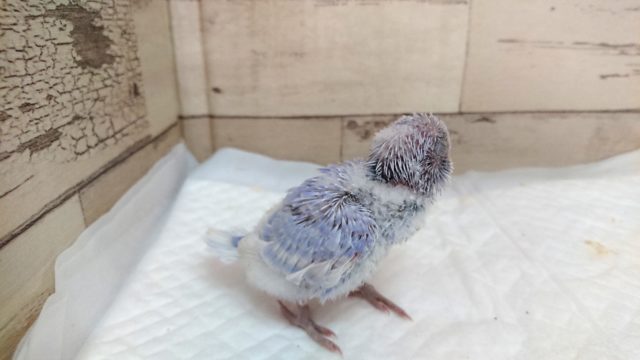 落ち着いた雰囲気です。。セキセイインコ スパングル 2021 7月23日 セキセイインコ