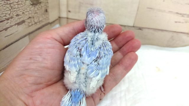 落ち着いた雰囲気です。。セキセイインコ スパングル 2021 7月23日 セキセイインコ