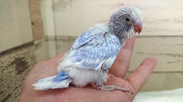 落ち着いた雰囲気です。。セキセイインコ スパングル 2021 7月23日 セキセイインコ