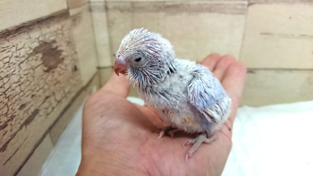 落ち着いた雰囲気です。。セキセイインコ スパングル 2021 7月23日 セキセイインコ