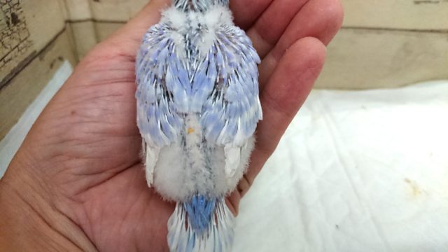 落ち着いた雰囲気です。。セキセイインコ スパングル 2021 7月23日 セキセイインコ