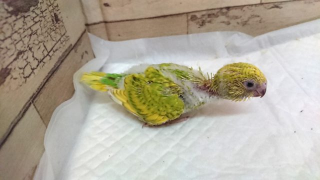 鮮やかなー黄緑色☆ セキセイインコ スパングルになります♪2021 7月23日 セキセイインコ